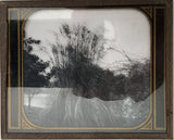 Antique Magic Lantern Slide #5080 Pampas Grass Pasadena California c.1900s Pampas Grass