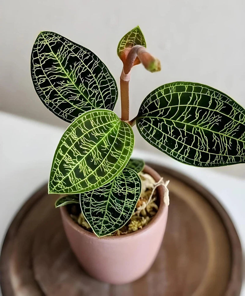 Jewel Orchid Macodes Petola Orchids