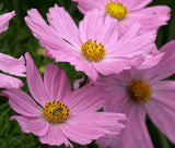 COSMOS PINKIE Cosmos Bipinnatus - 550 Bulk Seeds Garden Plants