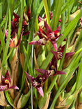 Maxillaria tenuifolia Or Coconut Pie Orchid ~ 4Ó Pot ~ Fragrant Orchids