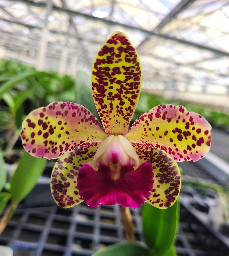 Spotted orchid bloom with yellow petals and dark maroon spots, magenta center lip