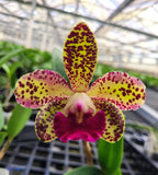 Cattleya Brassavola Orchid ~ Ctt. Terry's Spots ~ 4" Pot ~ Bloom Size Orchids