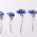 Dried Pressed Flowers,blur cornflower Dried Pressed Flowers,dry flower 6PCS Dried Flower