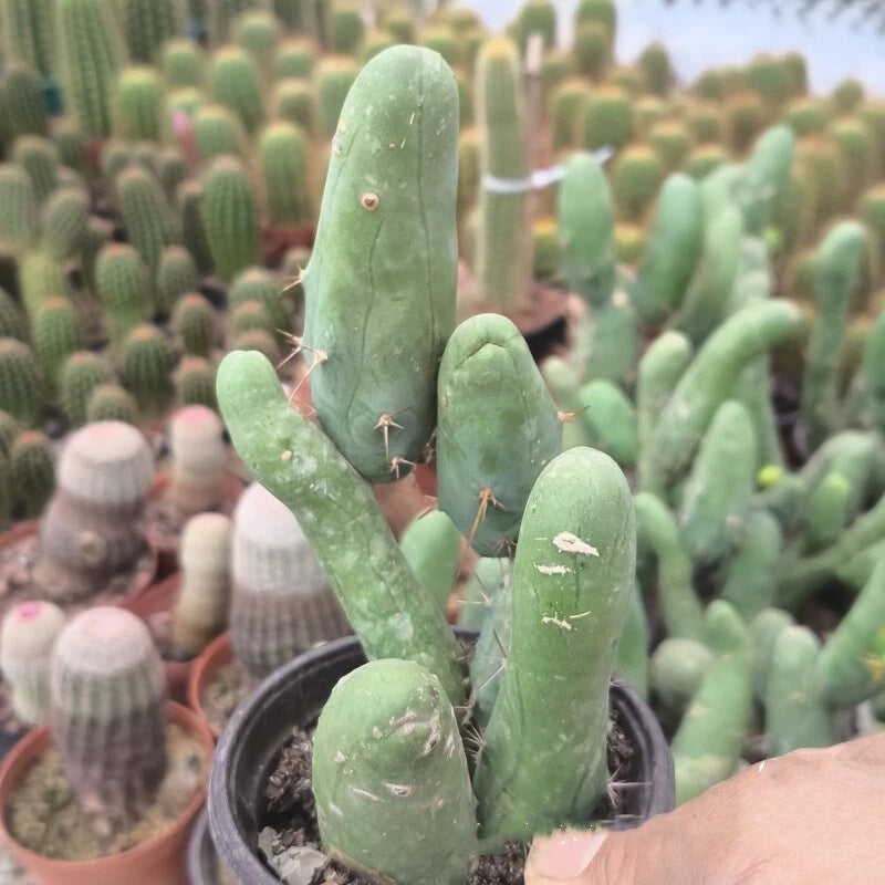 Multi-head green potted cactus succulent with upright stems and small spines