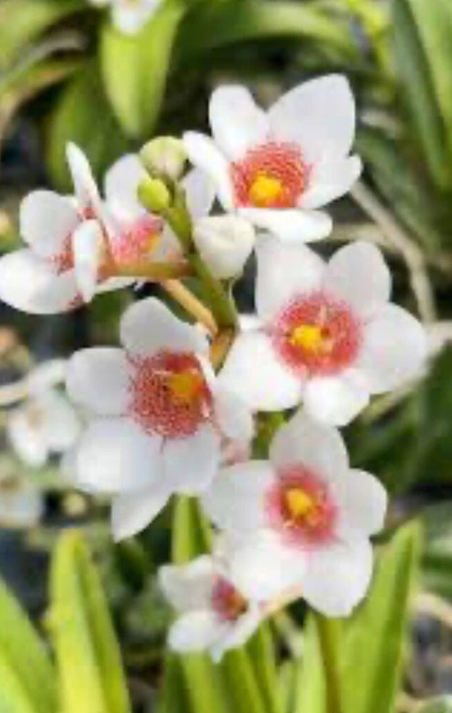 White orchid flowers with pink-red centers on green stem, close-up bloom