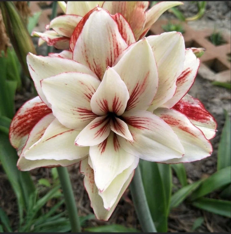 White and maroon amaryllis lily flower with red-striped petals