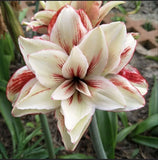 Imp. Amaryllis Lily Flower Bulbs Pack of 3 Bulbs (WHITE WITH MAROON SHADE) Lily