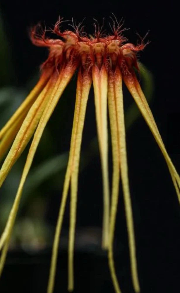 Hanging Bulbophyllum hirundinis orchid bloom with long ribbonlike yellow petals