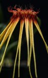 Bulbophyllum hirundinis Orchids