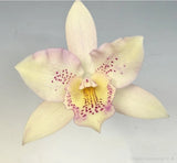 Guaritolaelia Hawiian Lace Blooming Size Cattleya Orchid Hybrid Absolute Beauty Orchids