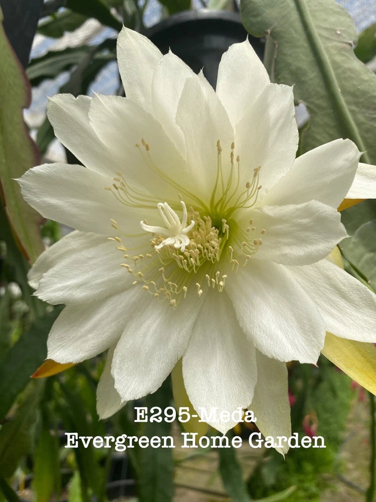 White orchid cactus flower with yellow center, in bloom