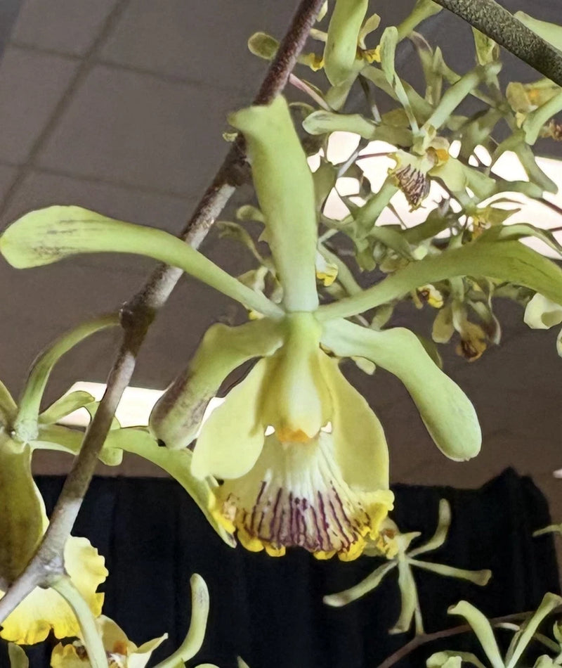 Yellow-green orchid blooms in a pot with branching stems and dangling flowers