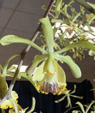 Encyclia alata Orchid Species From Central America - Extremely Fragrant! 5Ó Pot Orchids