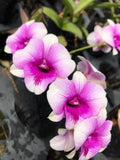 (730-1) Den.Pink Sparkle    FS Orchids