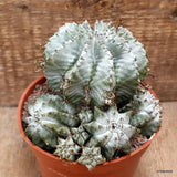 D3955 EUPHORBIA HORRIDA SNOWFLAKE pot14-H12-W15 cm MaMa Cactus Green Plant