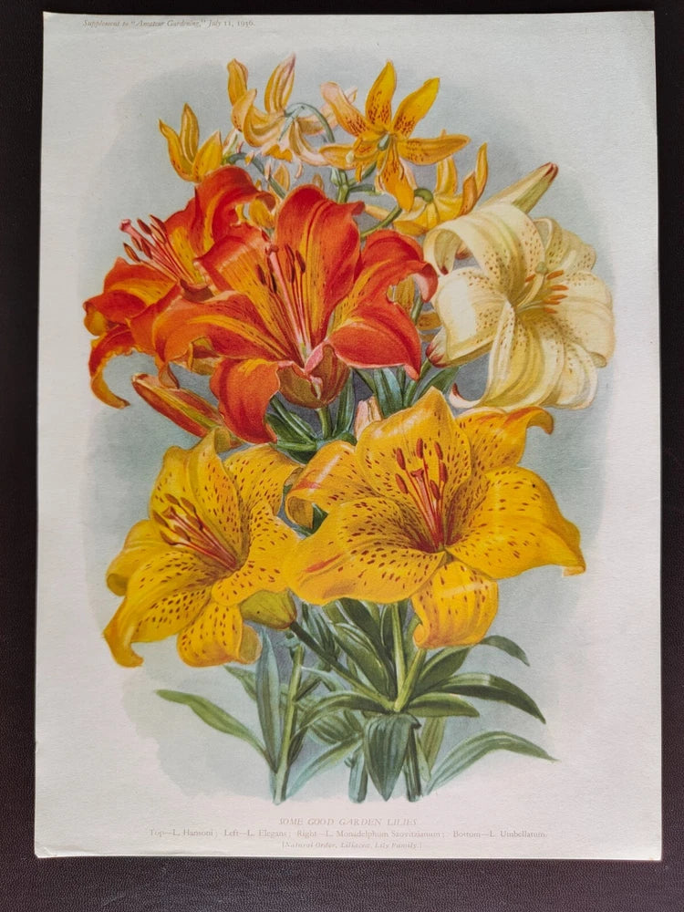 VINTAGE ORIGINAL COLOUR PRINT-GARDENING/FLOWERS-GARDEN LILIES-1936 Lily