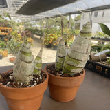Orchid live rare Imported Species Cyrtopodium Diserathum - bare root Orchids