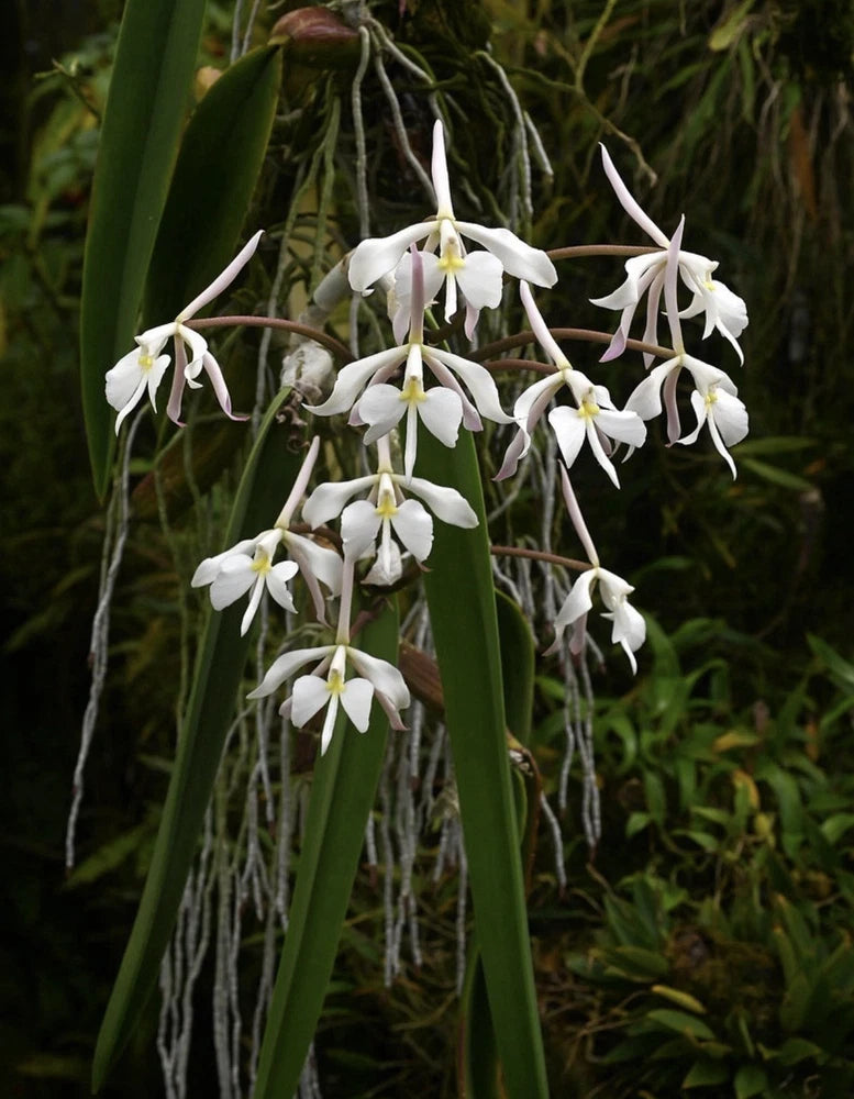 White orchid flowers on arching green stems with narrow leaves