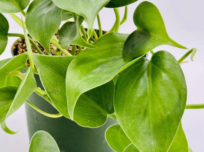 Heartleaf philodendron live plant with broad green heart-shaped leaves