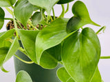 Sweet Heart Leaf Philodendron Cordatum Live Plant in 4" pot w/ Soil well-Rooted Orchids