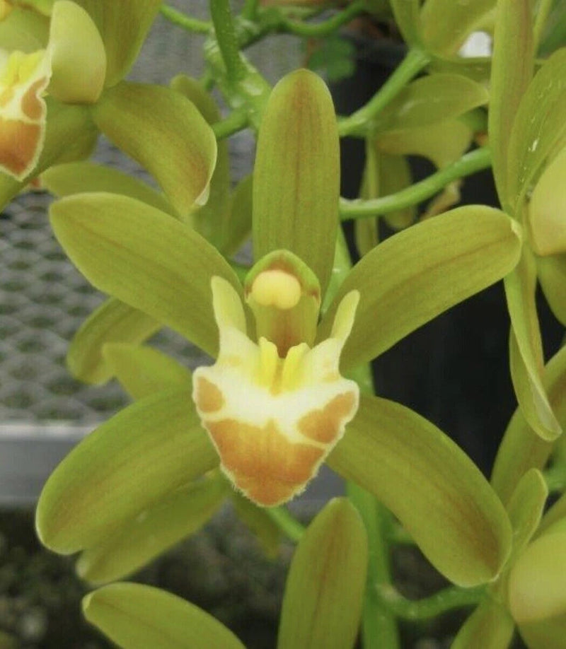 Yellow-green orchid flower with yellow and orange center, slender petals