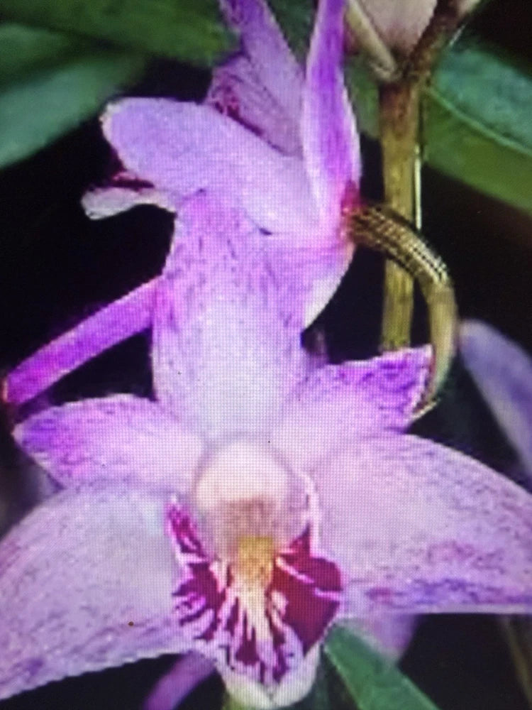 ORCHID PLANTS Dendrobuim Kingianum bare root division no pot Orchids