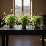 Spider plant 12 Ready to root plants easy clean air Chlorophytum fast shipping Green Plant