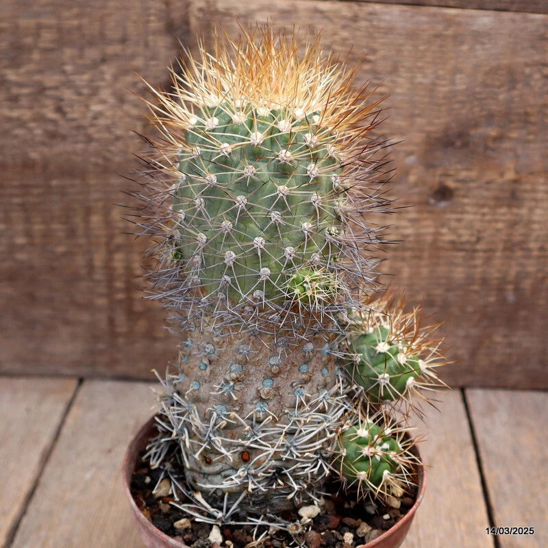 D2815 WEINGARTIA EINTIENSIS pot12-H17-W12 cm MaMa Cactus Green Plant