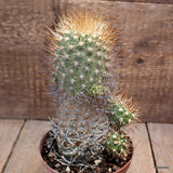 D2815 WEINGARTIA EINTIENSIS pot12-H17-W12 cm MaMa Cactus Green Plant
