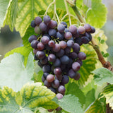 Garden State Bulb Concord Seedless Grape Bare Root for Planting, Non-GMO Garden Plants