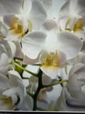 ORCHID PLANTS Dpts Young home little snow 2 in pot 2 sp buds Orchids