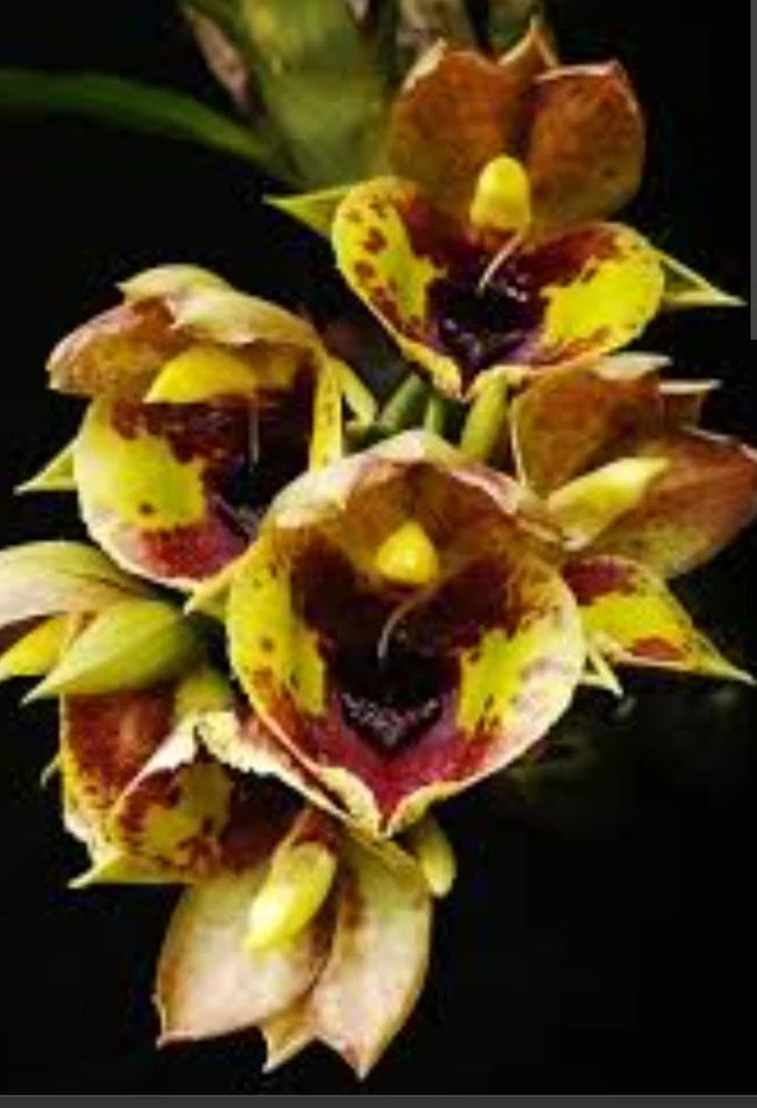 Yellow and maroon spotted orchid flowers on a live blooming orchid plant