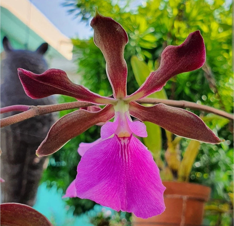Purple and pink orchid flower with dark maroon petals and long arching stems