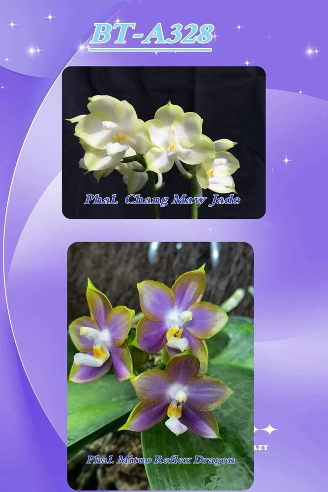Orchid plant with white-green and purple star-shaped blooms on stems