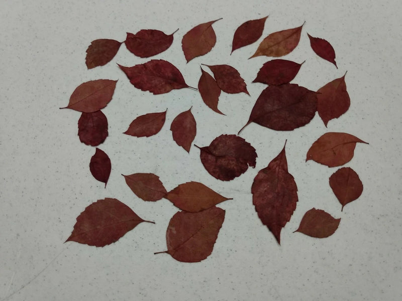 Real Virginia Creeper Leaves _ 20 Dried and Pressed Dried Flower