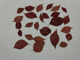 Real Virginia Creeper Leaves _ 20 Dried and Pressed Dried Flower