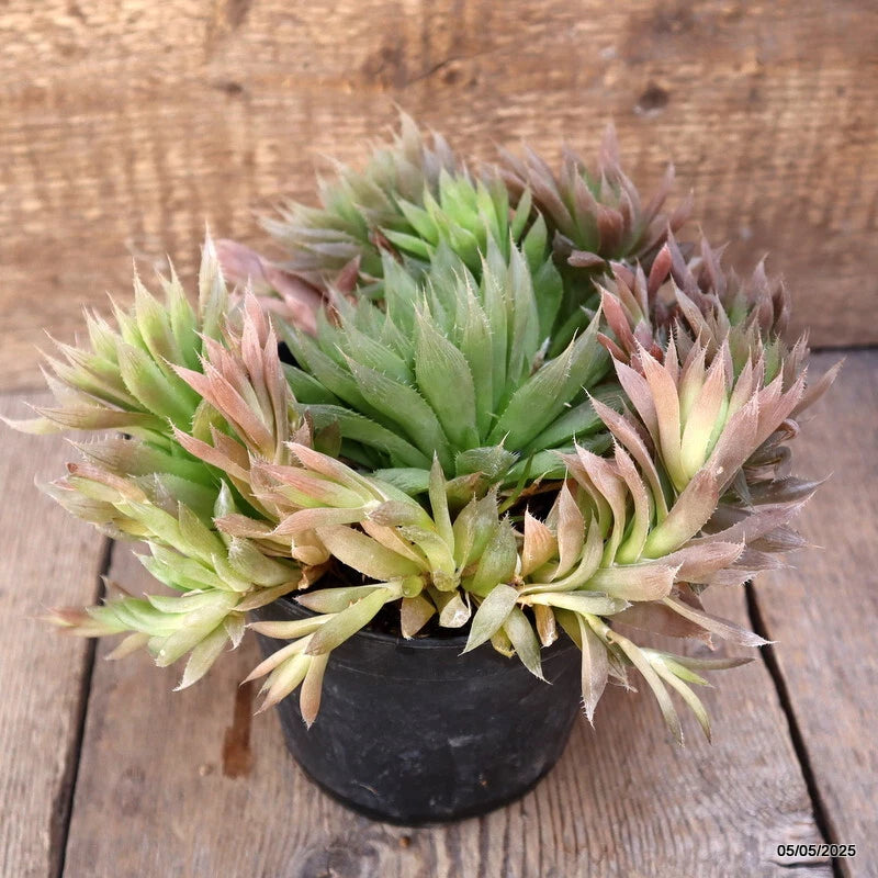 Haworthia cymbiformis cactus plant in small black pot with green rosette leaves