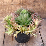 A9829 HAWORTHIA CYMBIFORMIS pot14-H12-W21 cm MaMa Cactus Green Plant