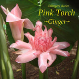 ~PINK TORCH~ Ginger Exotic Etlingera elatior Fresh 15 SEEDS USA seller Orchids