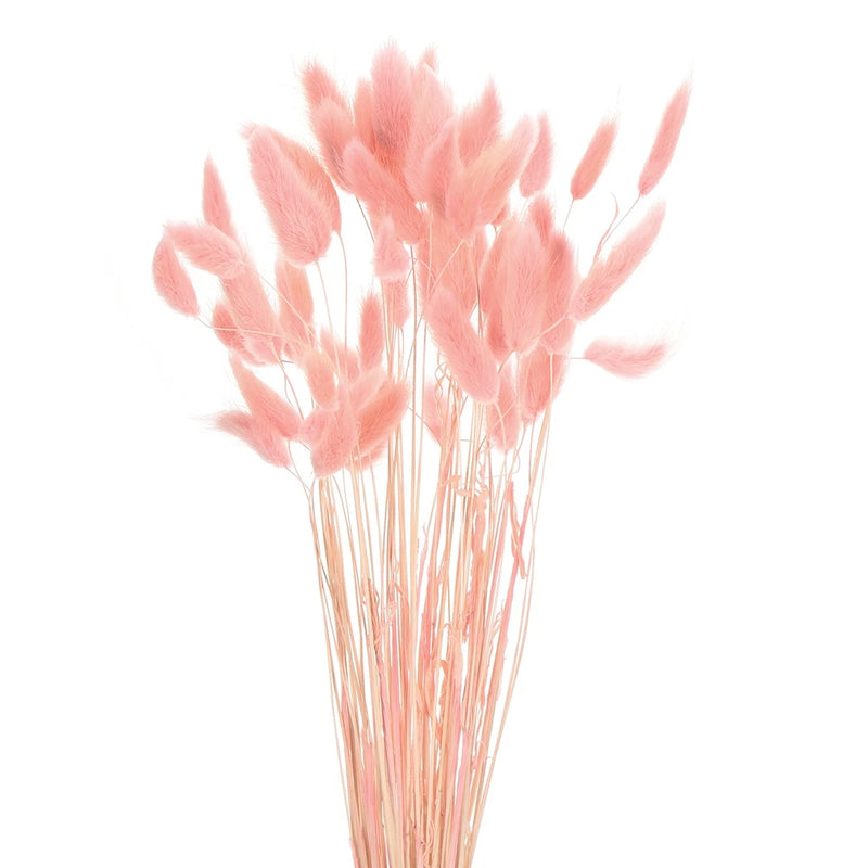 60pcs Natural Bunny Tails Dried Flowers 17" Mini Grass, Orange Dried Flower