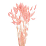 60pcs Natural Bunny Tails Dried Flowers 17" Mini Grass, Orange Dried Flower