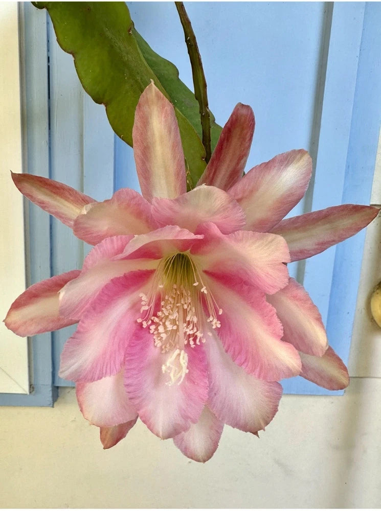 Epiphyllum orchid cutting with large pink-red striped bloom and green leaves