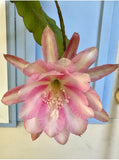 Lily Dache epiphyllum cutting Orchids