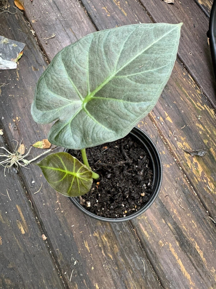 Alocasia leaf plant with large green shield-shaped leaves in a small black pot