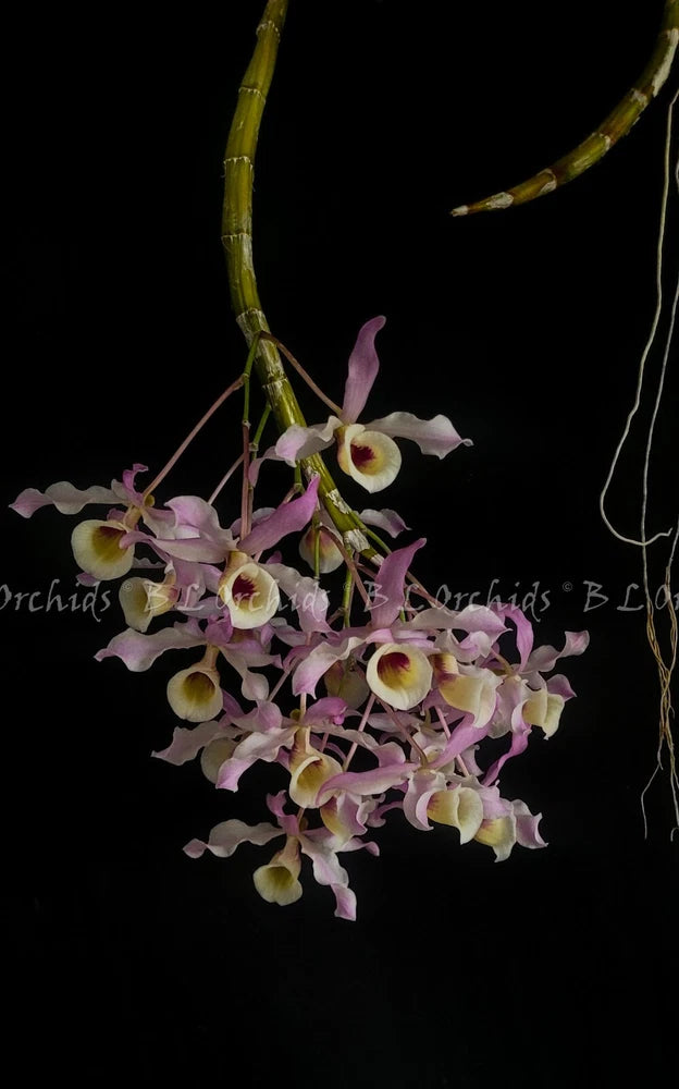 Fragrant orchid bouquet with pink and purple blooms, yellow centers on green stems