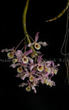 Dendrobium tortile.        L    *Fragrant Orchids