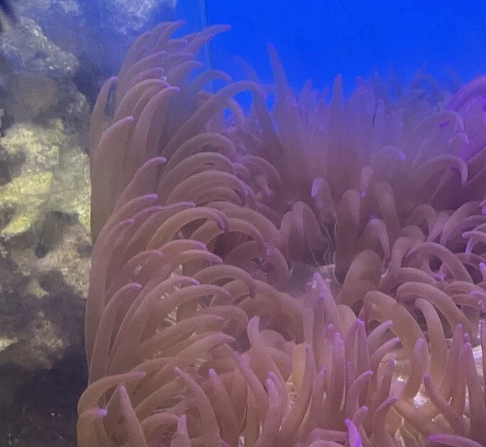 AsstÕd Pacific Long Tentacle Anemone 3-5Ó live coral Anemone