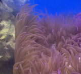 AsstÕd Pacific Long Tentacle Anemone 3-5Ó live coral Anemone