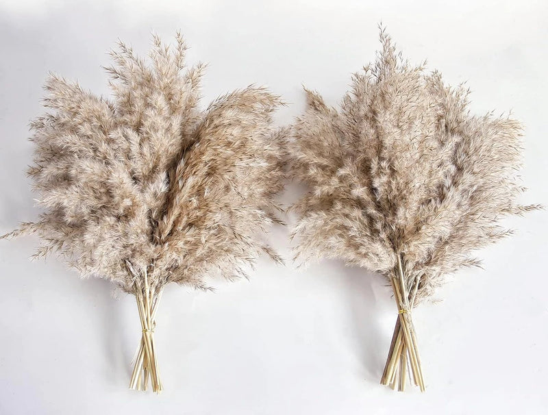 Pampas Grass Decor, Natural Dry Pampas Grass Small, Short Pampass Bulk for Farmh Pampas Grass