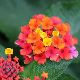 Live Lantana Starter Plant: Heat-Tolerant Tender Perennial for Garden & Pot Flowering Plants